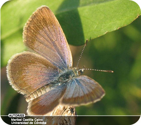 mayra: Fotos de animales invertebrados