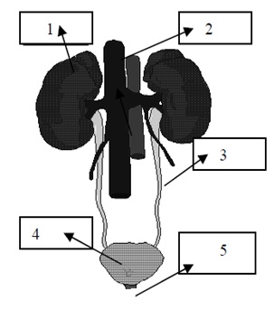 5. Sınıf Fen ve Teknoloji Dersi 1. Dönem 1. Yazılı - 15 - Ödev Kalemi