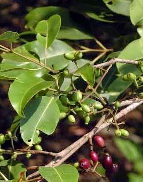  Tanaman jamblang adalah tanaman pohon tinggi yang hidup Manfaat dan Khasiat Tanaman Jamblang (Syzygium Cumini L. Skeels)