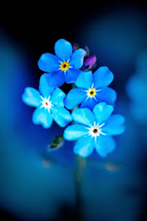 The role of denial in Alzheimer's abd dementia care forget me not alzheimer dementia