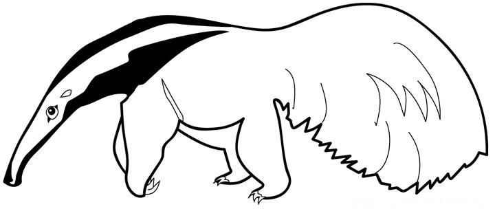 Dibujo para colorear del oso frontino - Imagui