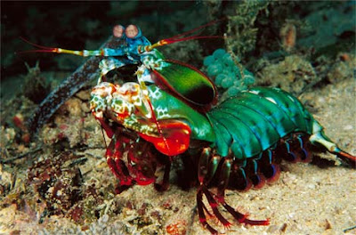 Mantis Shrimp 