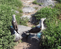 Blue Footed Boobies Mating Dance Performed on Espanola Island at Punta Suarez