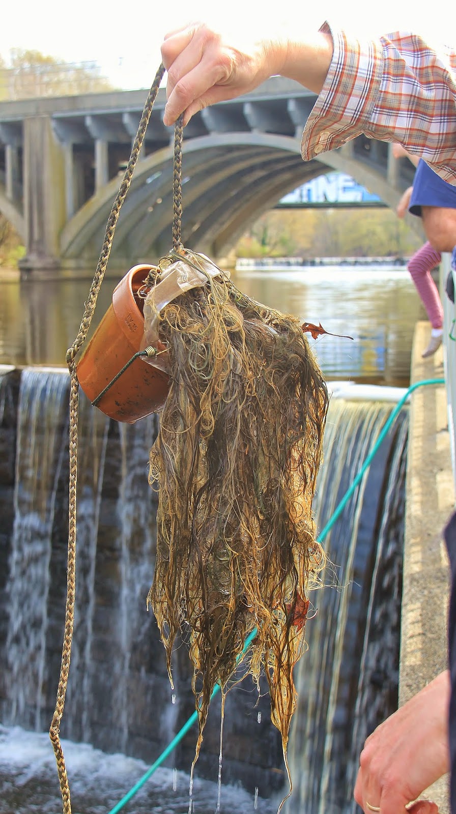 Nature on the Edge of New York City Baby Glass Eels in New York Harbor