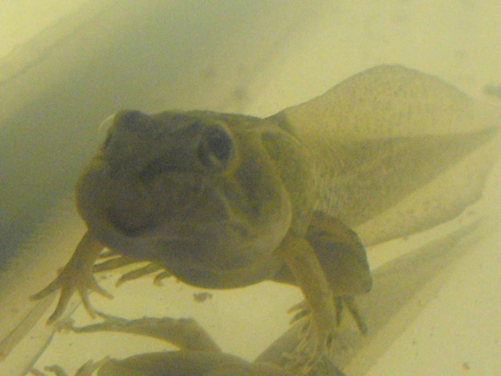 Home Learning Family Going Sane: Froglet Update