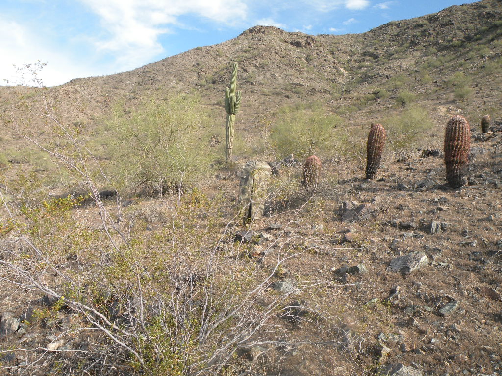 Atacs Camouflage