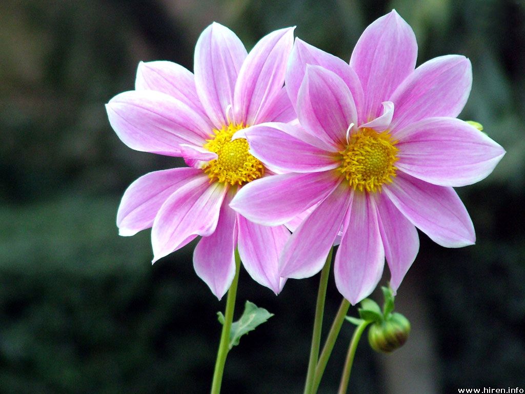 Flower Images | photos flowers Flower Images | photos flowers