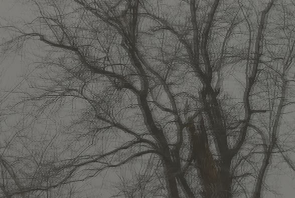 Træ silhouet vinter