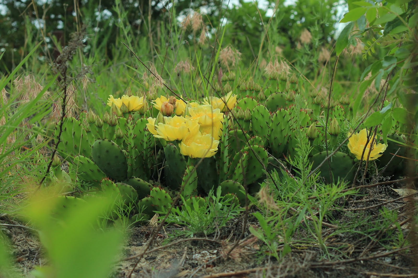Nature on the Edge of New York City A Cactus Grows in New York Harbor