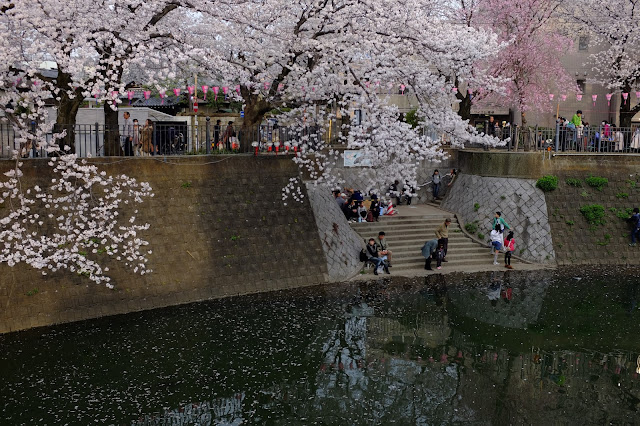 Sakura cherry blossom hanami gumyoji yokohama japan