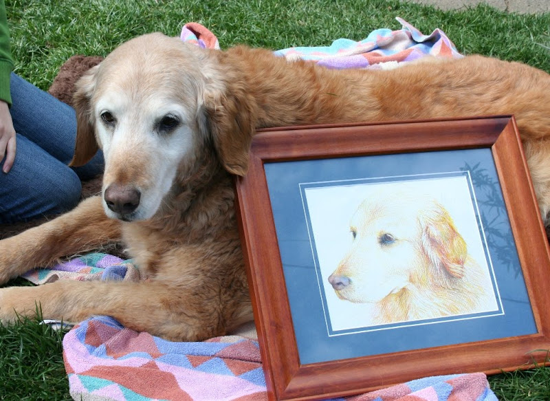 old golden retriever with white muzzle and grey eyelashes, laying in grass on a towel, the framed artwork is resting against her side and is a depiction of a close up of her head and face
