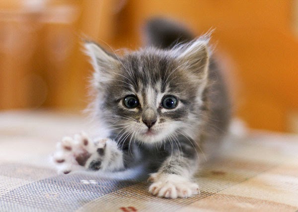 cute fluffy kittens wallpapers