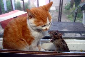 persahabatan antara kucing &tikus
