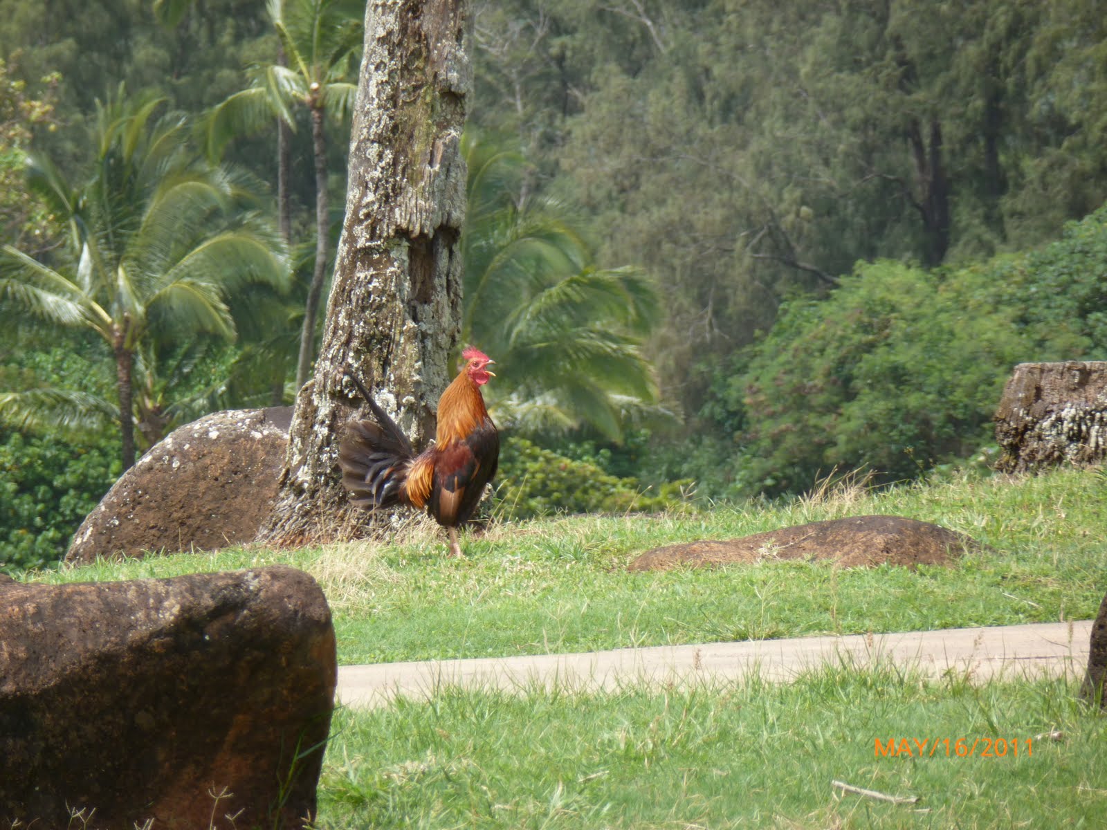 Hawaii Mongoose