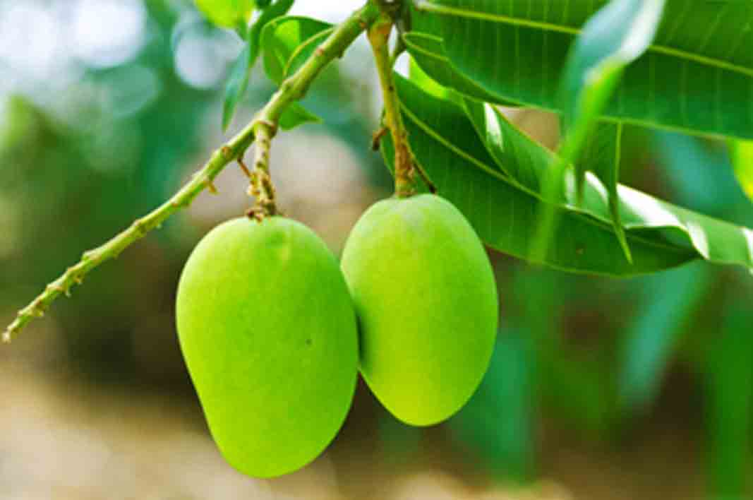Benefits of Mango Leaves as Medicine mrsmps