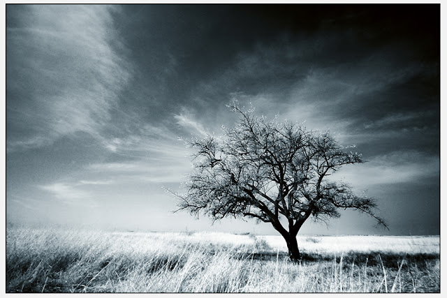 Beautiful Amazing Trees Photography HD wallpapers alt="Beautiful Amazing Trees Photography HD wallpapers 2"
