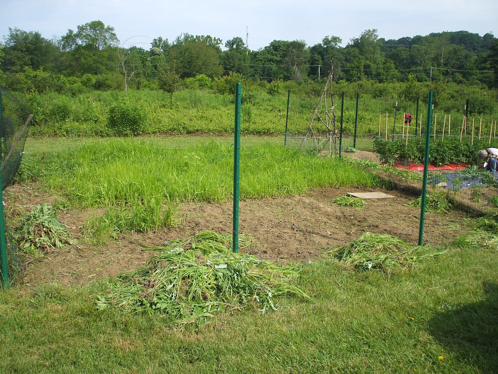 Suburban Gardeness 2nd Garden Plot