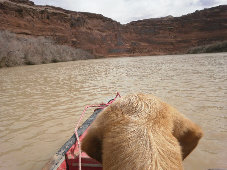 Dimanche : le chien à l'avant du canoe, comme toujours.