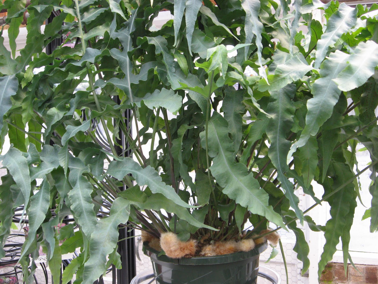 A. J. Rahn Greenhouses: Bear Paw Fern