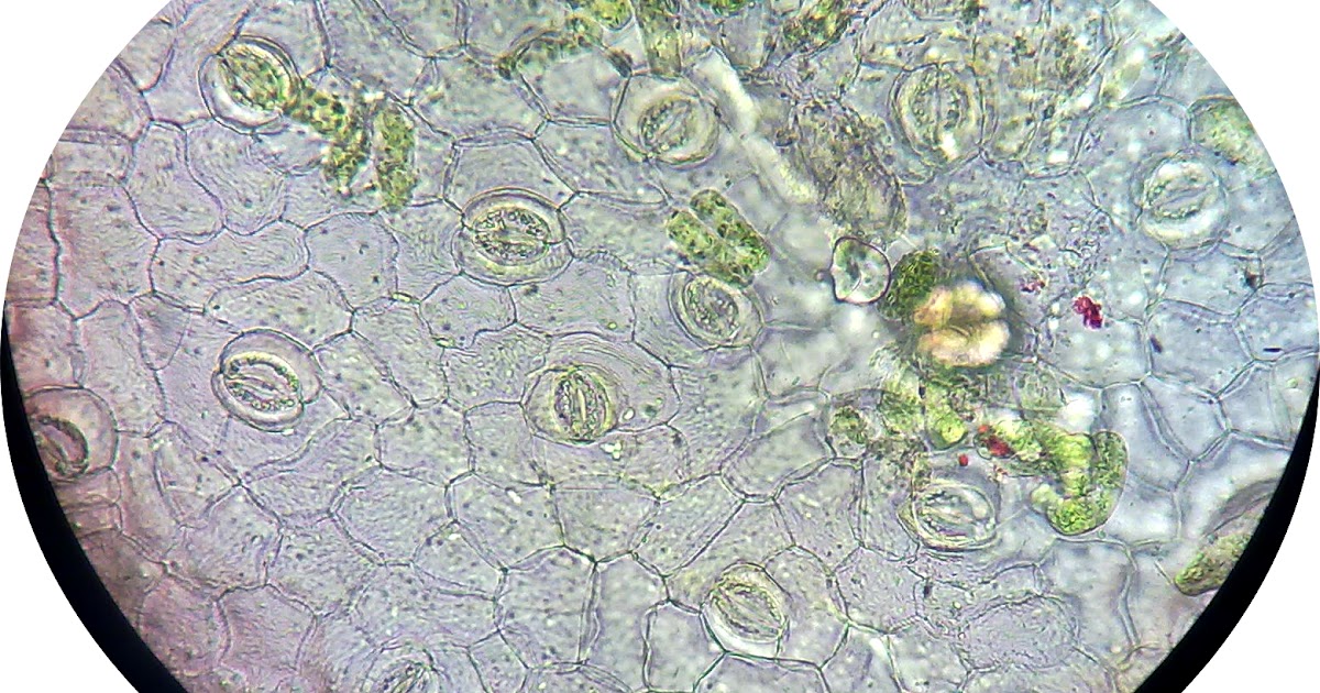 Hamfara anatomi tumbuhan kangkung