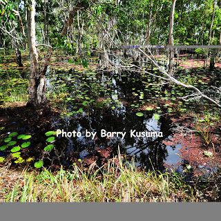 Keindahan Taman Nasional Wasur Merauke, Serengeti Papua Keindahan Taman Nasional Wasur Merauke, Serengeti Papua
