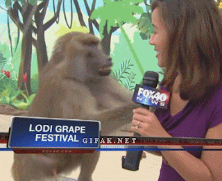 Baboon+Grabs+Reporter.gif