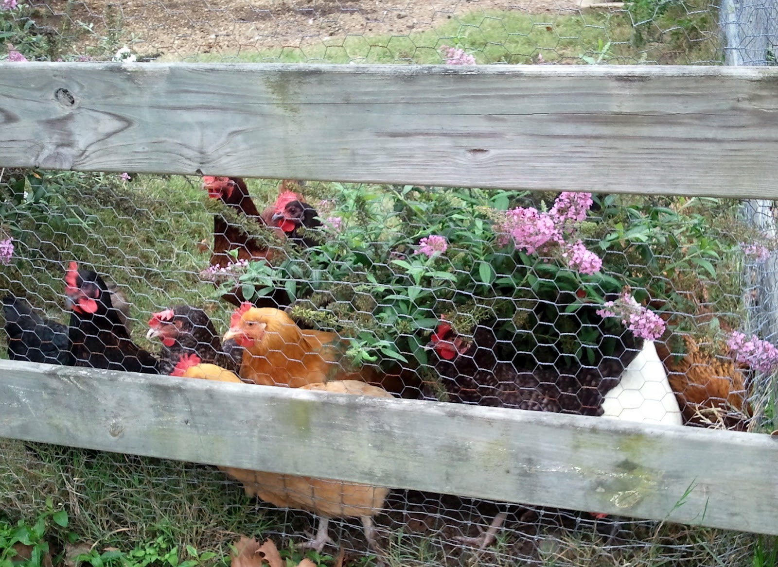 Chicken Run Landscaping Fresh Eggs Daily®