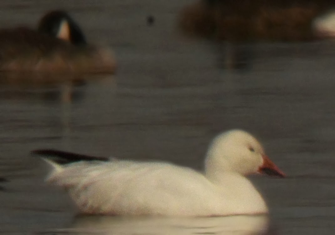 Bird Hybrids Snow Goose x Ross's Goose