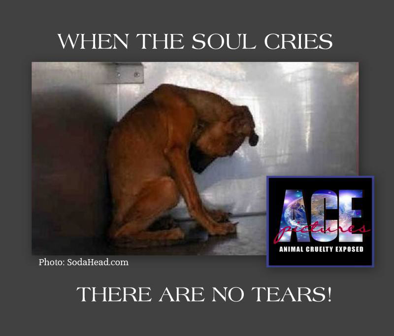 when the soul cries there are no tears when the soul cries there are no tears