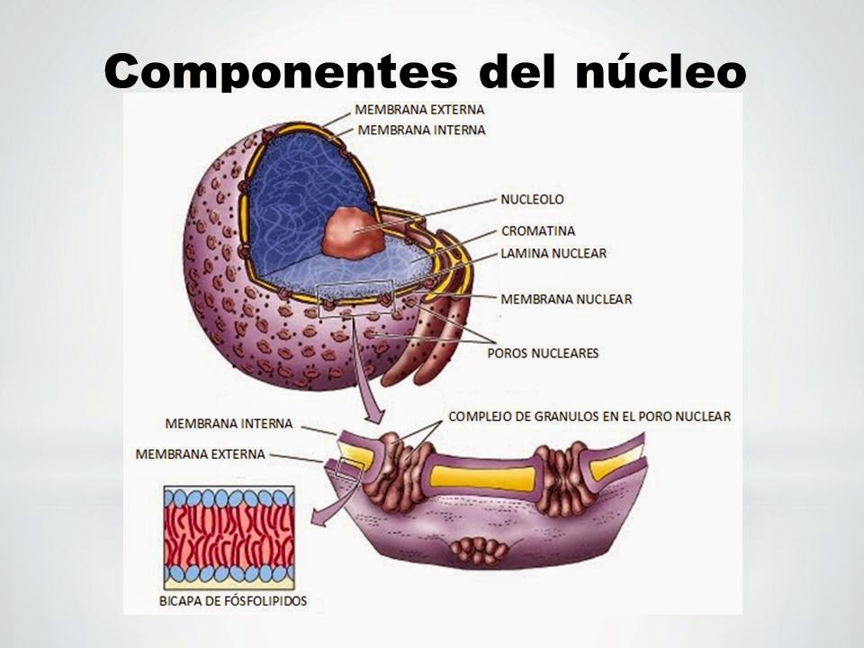 el nucleo celular pdf
