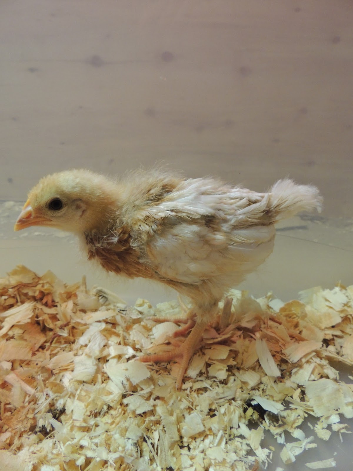 Linn Acres Farm Chicks at 3 Weeks Old