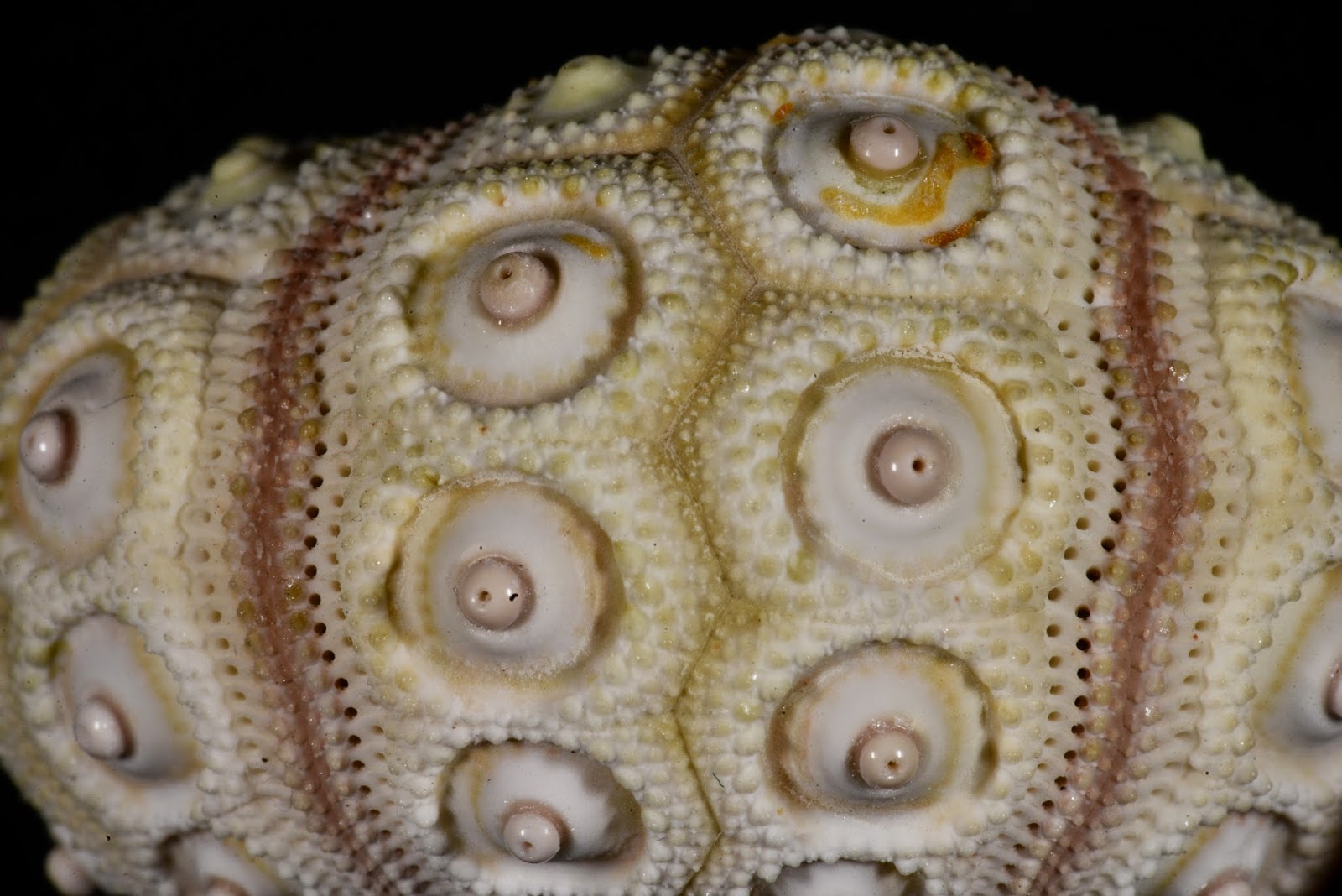 Stylocidaris affinis, Detail of interambulacral plating.