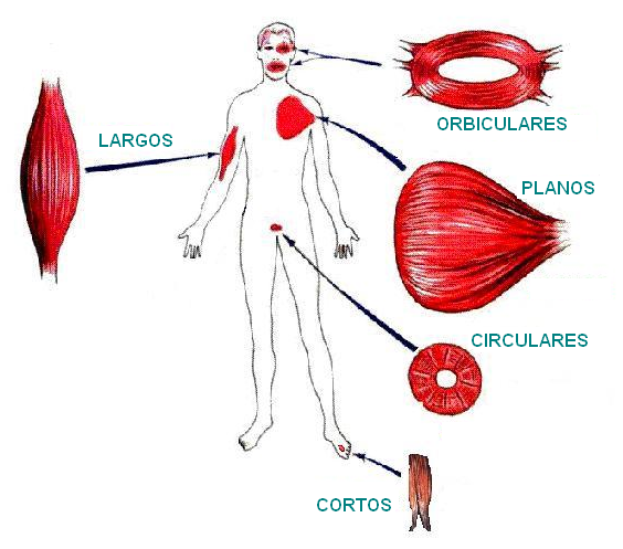 Anatomia Del Aparato Digestivo Humano Pdf