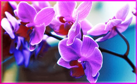 y nghia hoa phong lan y nghia hoa phong lan