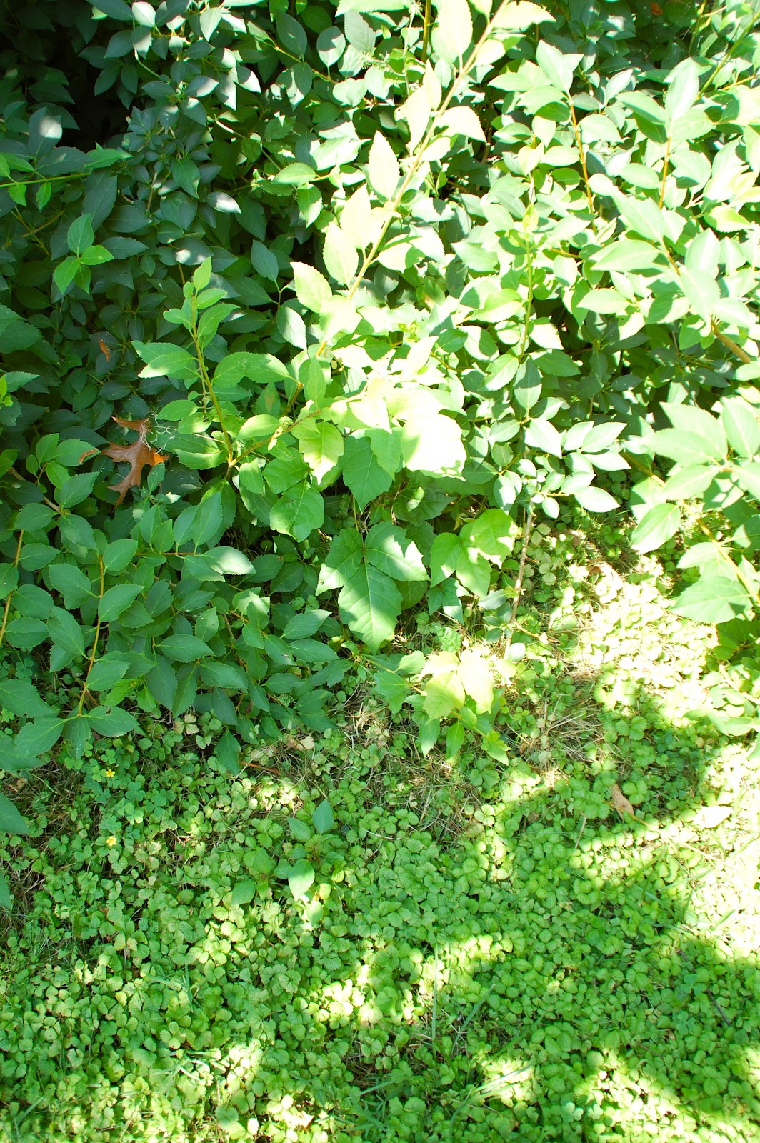 Melissa's Life - Life After 42: Remember all that landscaping?