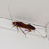 Cockroach Handle Should Be part of Your current Ideas
