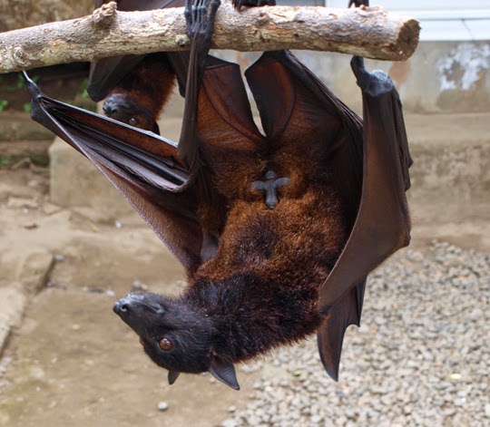 fruit bat flying fox