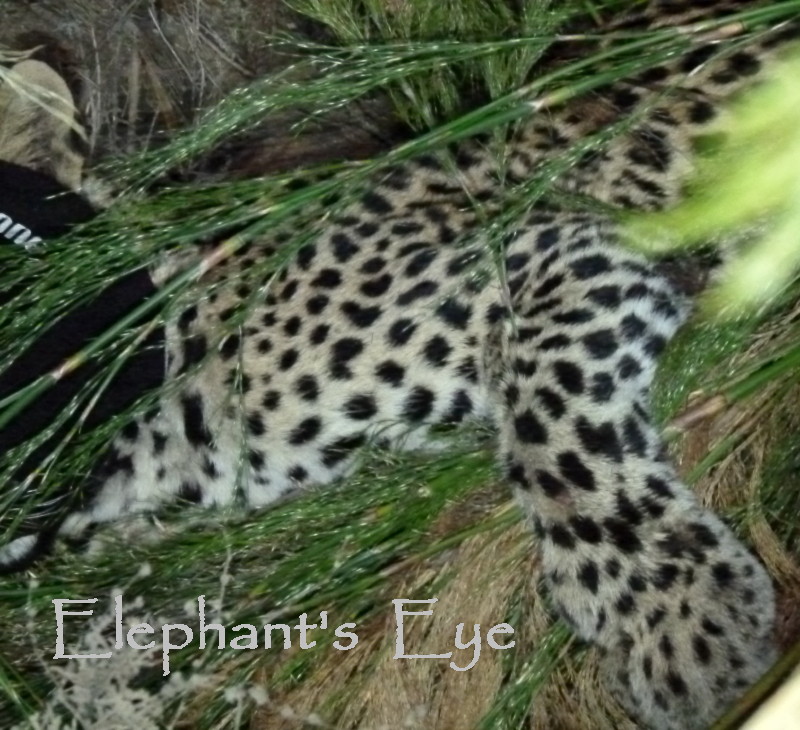 Elephant's Eye: Caught a Cape mountain leopard