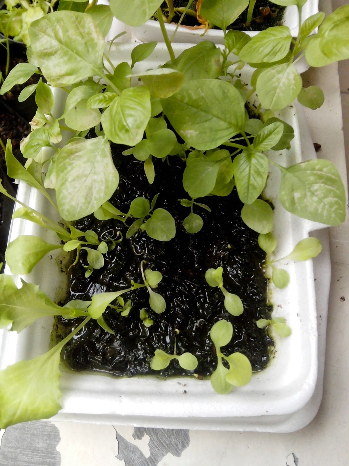 Jual Bibit Tanaman Sayur Ecer di Surabaya - Tanaman ...