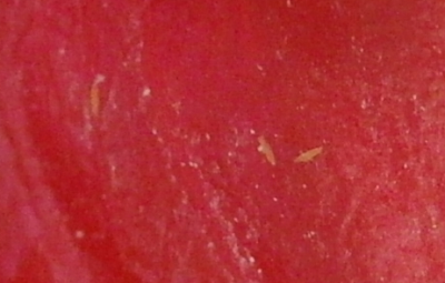 thrips anthurium strangest plants monella sal never left