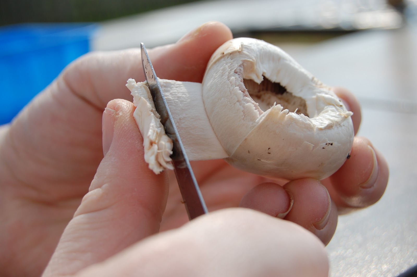 Cook! Create! Consume! How to clean/wash mushrooms