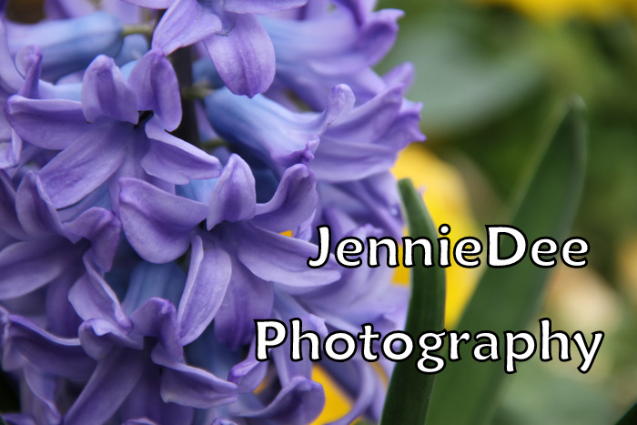 JennieDee Photography