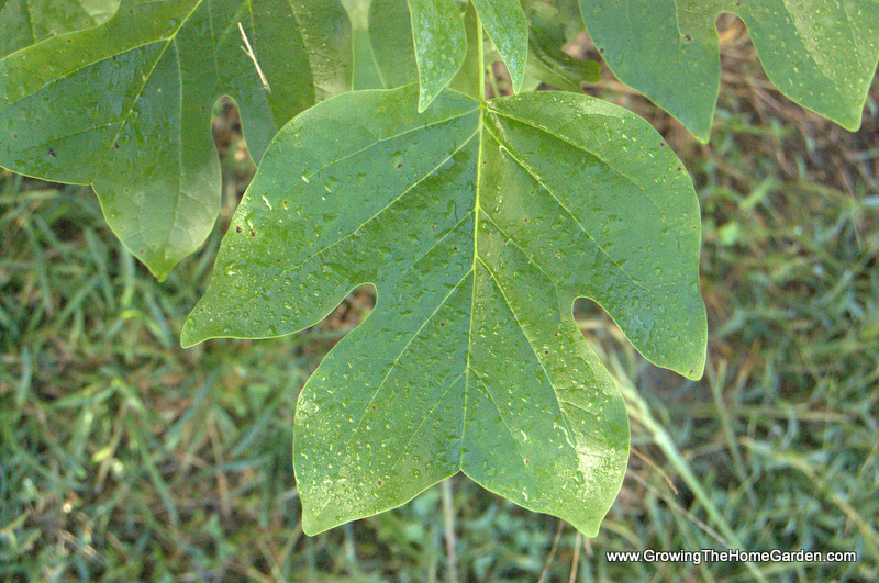 5 Common (and Native) Trees and Their Leaves Growing The Home Garden