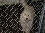 9/17/12 All Dogs, Cats, Kittens, Puppies, Mason Cty Shelter Pt Pleasant West Virginia