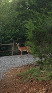 The deer one our driveway