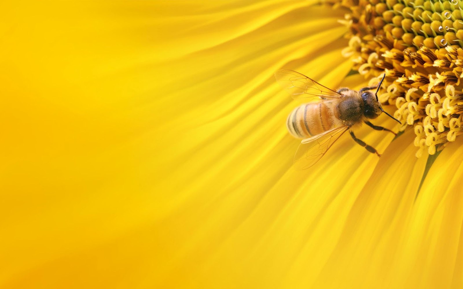 Bee Wallpapers - Pets Cute and Docile