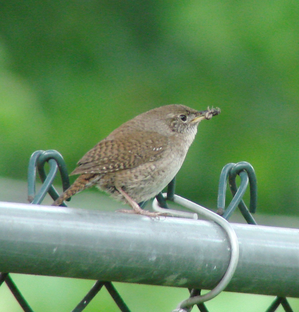Omss Bird NJ Bird Photos Birds of New Jersey