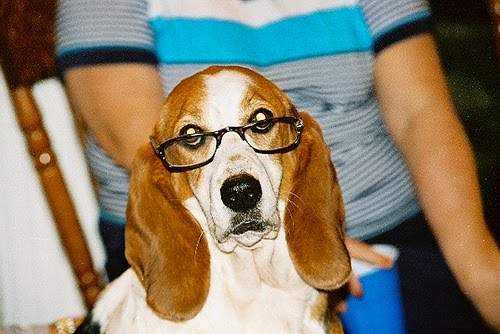 dog with glasses, dogs wear glasses, dogs and glasses, cute dog pictures