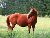 Tara, our broodmare