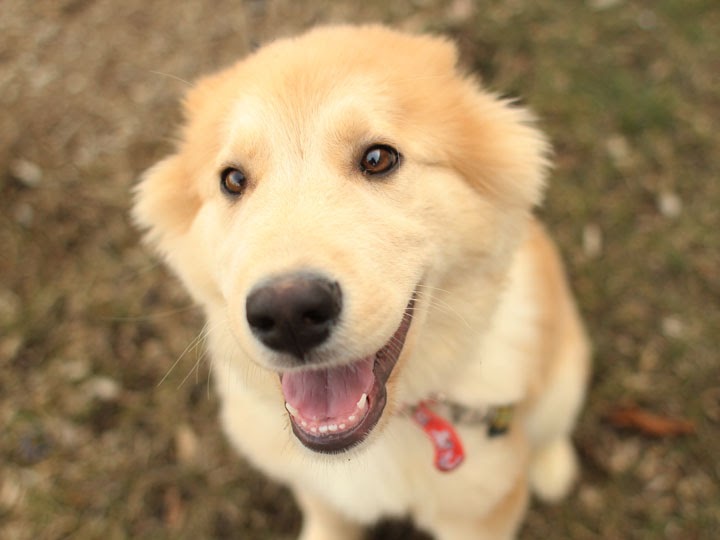 Reddit Are Labs The Best Dogs Reddit Are Labs The Best Dogs